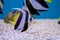 Tropical Fish of Schooling Bannerfish underwater in blue water