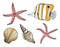 Tropical fish, seashell and starfish vector set. Hand drawn tropical underwater marine elements. Cartoon Copperband