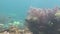 Tropical fish swim around a barrel sponge on a coral reef.