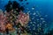 Tropical Fish Swimming Above Pacific Reef