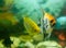 Tropical fish swimming in aquarium, exotic scalar fish in aquarium