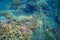 Tropical fish and table coral. Exotic island sea shore. Tropical seashore landscape underwater photo.
