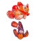 Tropical fish on a white background. Clown isolated.