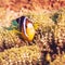 Tropical fish Yellowtail clownfish