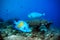 Tropical fishes - arabian angelfish and bignose unicornfish in the sea