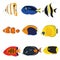 Tropical Fishes Set