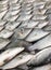 Tropical fishes at the thailand fish market of samui