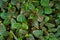 Tropical `Fittonia Gigantea` Nerv plant with red veins covering ground, top view