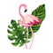 Tropical flamingo cartoon