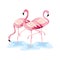 Tropical flamingos beautiful wild animals