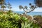 Tropical flora with palms and succulents in Heisler Park of Laguna Beach