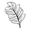 Tropical floral botanical environment cartoon in black and white