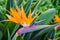 Tropical flower, African strelitzia, bird of paradise, Madeira i
