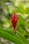 Tropical Flower Alpinia Purpurata