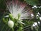 Tropical flower:Barringtonia (Fish Poison Tree)
