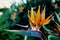 Tropical Flower: Bird of Paradise