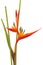 Tropical flower Bird of Paradise, isolated