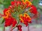 Tropical Flower Caesalpinia Red and Yellow