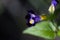 Tropical flower closeup photo with blurred background. Velvet purple flower with green leaf. Summer garden detail.