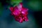 Tropical flower closeup photo with blurry background. Vibrant rose bud opening. Gentle petal. Summer garden detail.