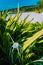 Tropical flower with defocused blurred Grand Anse beach in La Digue, Seychelles