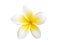 Tropical flower frangipani isolated