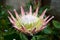 Tropical Flower (Fynbos)