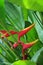 Tropical flower Heliconia