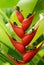 Tropical flower heliconia