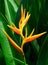 Tropical Flower Heliconia