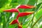 Tropical flower Heliconia