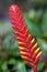 Tropical flower Heliconia caribaea