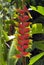 Tropical flower Heliconia, Nassau, Bahamas