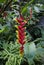 Tropical Flower: Heliconia Rostrata, Lobster Claw