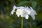 Tropical flower of India white Frangepani with the yellow middle