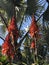 TROPICAL FLOWER IN MAJORELLE GARDEN, MARRAKESH