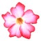 Tropical flower Pink Adenium