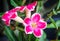 Tropical flower pink adenium. Desert rose