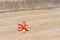 Tropical flower Plumeria alba on the sandy beach