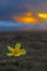 Tropical flower Plumeria alba White Frangipani on the sandy beach at sunset