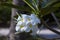 Tropical flower plumeria in bloom. Franjipani