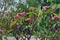 Tropical flower Plumeria frangipani and lightbulbs