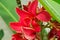 Tropical flower - red Canna Lily with green leaves. Exotic flowering plant in garden