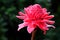 Tropical flower red torch ginger or etlingera elatior or zingiberaceae