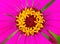 Tropical flower with stamens and petals. Hot pink flower macro photo.