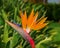 Tropical flower strelitzia