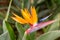 Tropical flower strelitzia or bird of paradise flower in Funchal on Madeira Island,