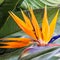 Tropical flower strelitzia,Madeira island, Fu