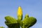 Tropical flower in sunny garden photo. Yellow hibiscus bud on green bush.