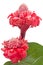 Tropical flower torch ginger isolated